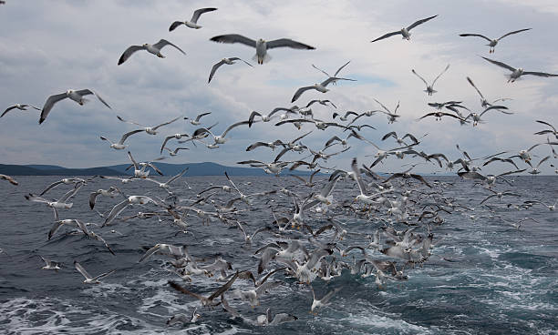seagull stock photo