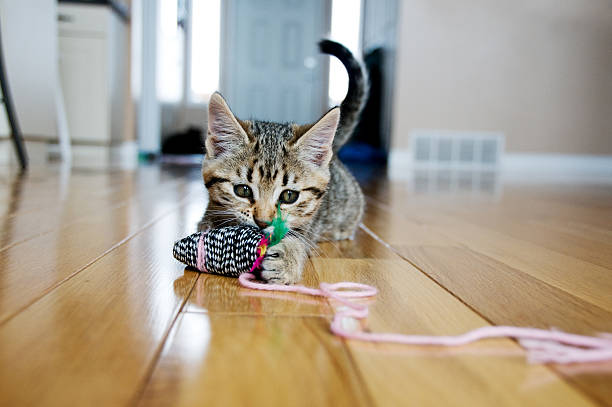 Kitten plays with toy mouse stock photo