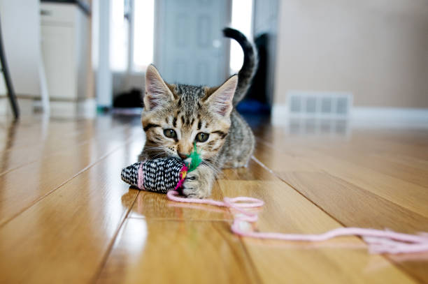 Kitten plays with toy mouse  cat family stock pictures, royalty-free photos & images