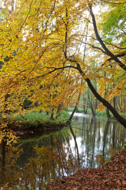 istock hood in autumn 157512074