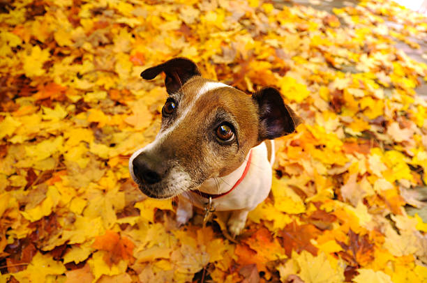 istock Jack Russell Terrier in the Autumn 157512154