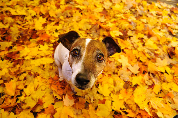 istock Jack Russell Terrier in the Autumn 157512156