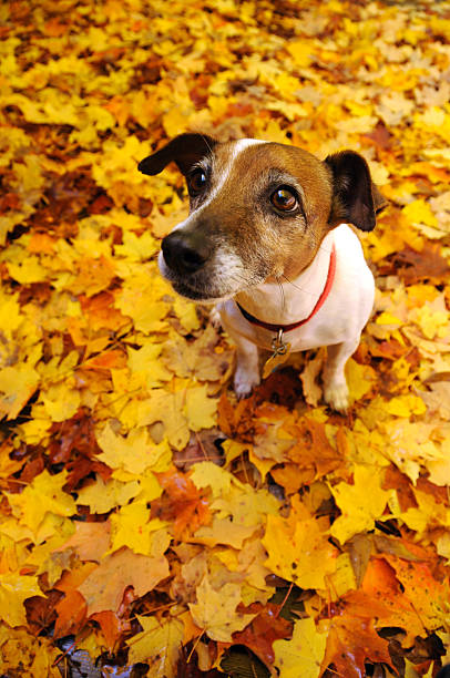 istock Jack Russell Terrier in the Autumn 157512158