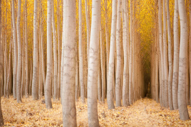 istock Trees with yellow leaves form a tunnel. 157512202