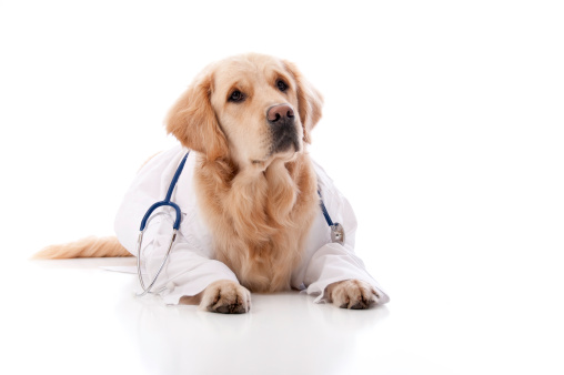 Lovable, pretty puppy, wearing a doctor's coat and holding stethoscope. Preparing for a veterinary appointment. Closeup, indoors. Studio photo. Pets care concept