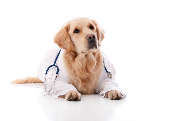 золотой ретривер - vet veterinary medicine dog doctor стоковые фото и изображения