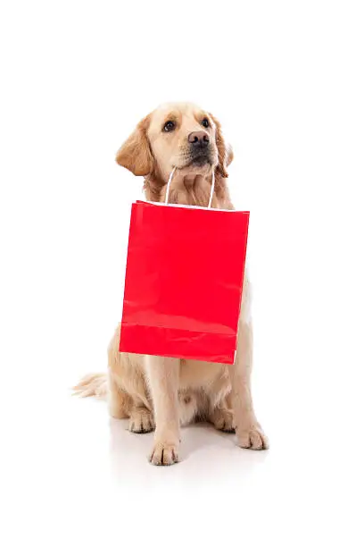 Photo of A cute labrador holding a red shopping bag with its teeth