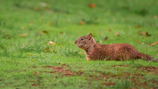 Fox Squirrel in grass at Coyote Hills in Fremont, California