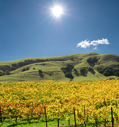 close up composition showing a growing vineyard in spring as seen from behind a green leaf to increase the focus on the background