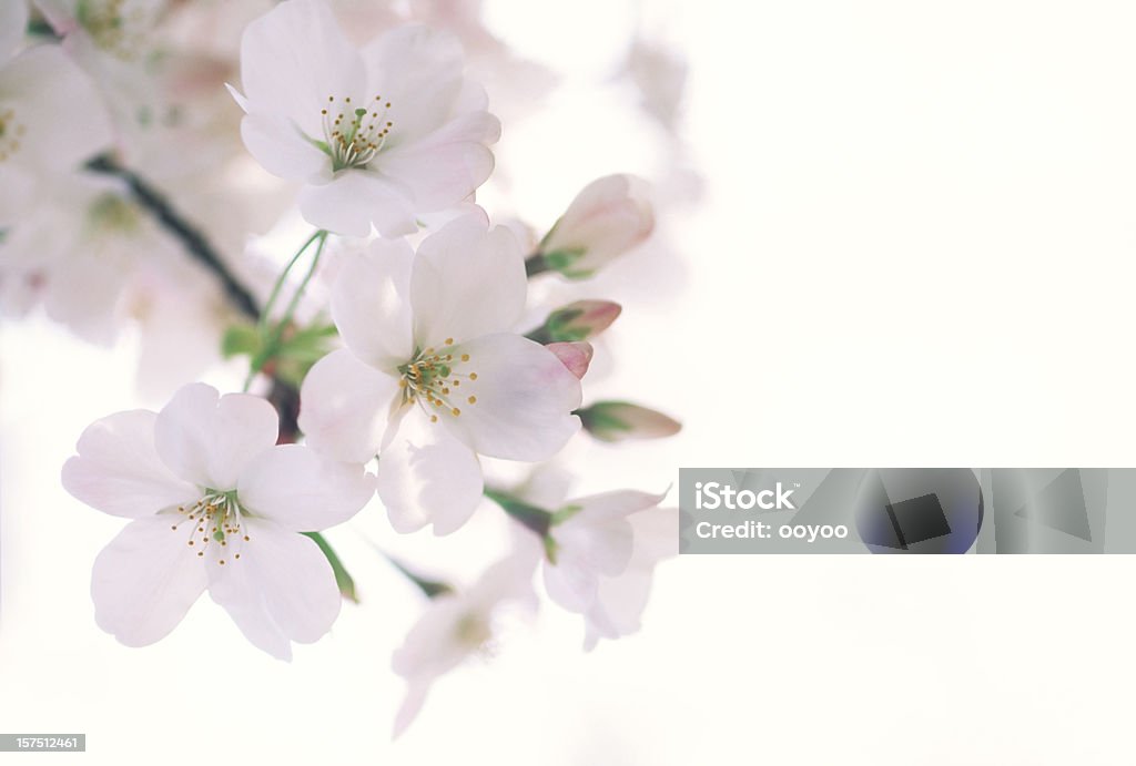 Cherry Blossoms  Backgrounds Stock Photo