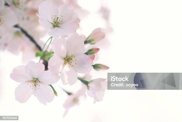 Foto de Cherry Blossoms e mais fotos de stock de Botão - Estágio de flora - Botão - Estágio de flora, Branco, Cabeça da flor