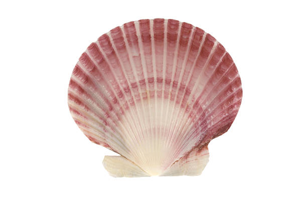 スカラップ貝殻に白背景 - 貝殻 ストックフォトと画像