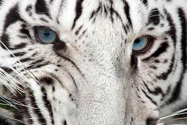 Tiger Snarl stock photo
