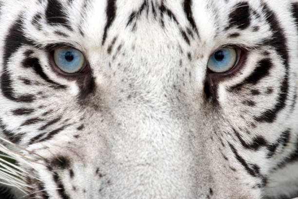 Tiger Eyes stock photo