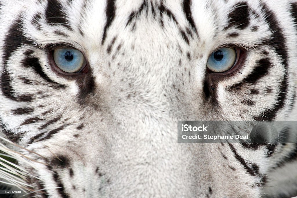 Tiger oczy - Zbiór zdjęć royalty-free (Biały tygrys)