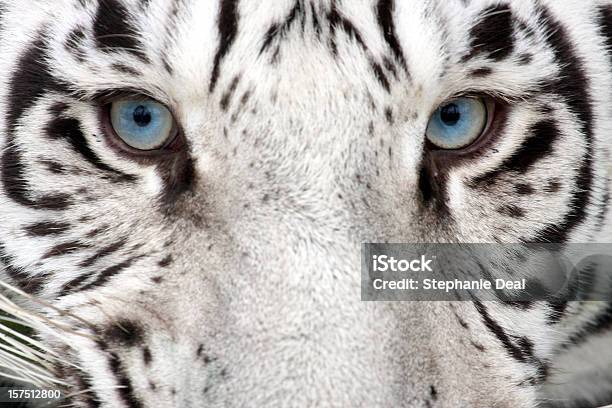 Tiger Oczy - zdjęcia stockowe i więcej obrazów Biały tygrys - Biały tygrys, Tygrys, Tygrys bengalski