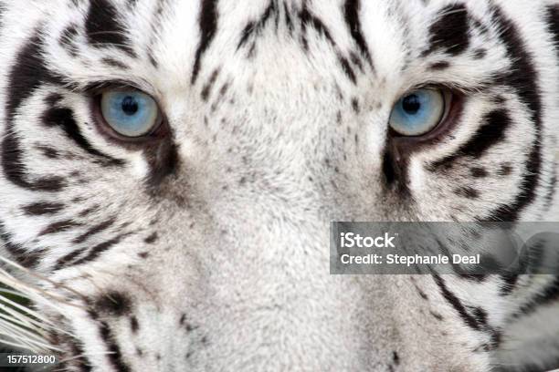 Foto de Tiger Olhos e mais fotos de stock de Tigre Branco - Tigre Branco, Tigre, Tigre-da-Bengala