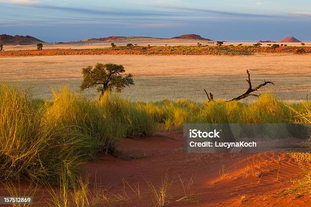 Morgen In Der Wueste Stockfoto und mehr Bilder von Afrika - Afrika, Ausgedörrt, Baum