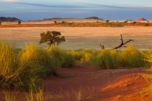 morgens в der wueste - savannah africa steppe namibia стоковые фото и изображения