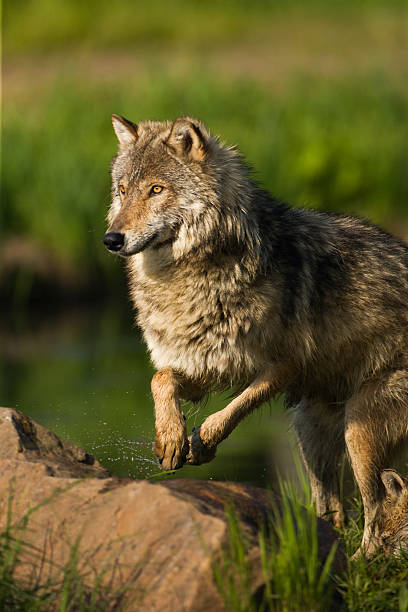 Focused gray wolf in motion. stock photo