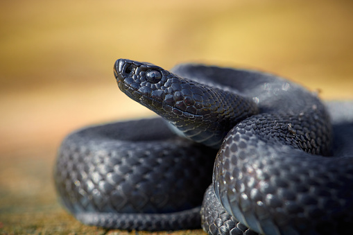 Vipera berus nikolskii - forest-steppe adder in natural habitatBlack nikolskii adder in natural habitat ( Vipera berus nikolskii, melanistic form )