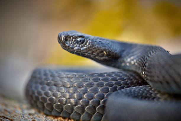 istock Vipera berus nikolskii - forest-steppe adder in natural habitat 1575167635
