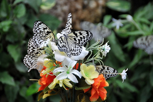 A butterfly is flying on a flower.