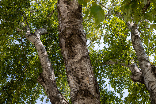 Full frame low angle abstract texture view of the underside canopy of branches and leaves on a white birch tree tree on a sunny day