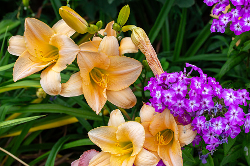This image shows a close-up view of beautiful pink and yellow color day lily flowers (hemerocallis) in a bright sunny garden, with view of purple phlox.
