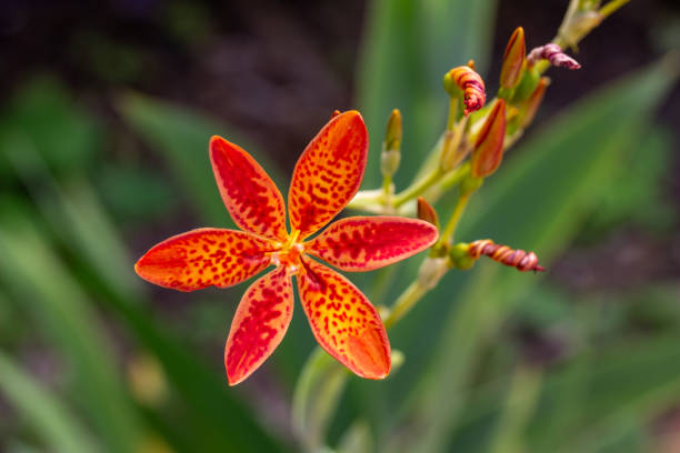 istock Blackberry lilies with defocused background 1575217711