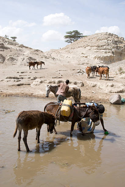 저수시설 웰던 - animal africa ethiopia mule 뉴스 사진 이미지