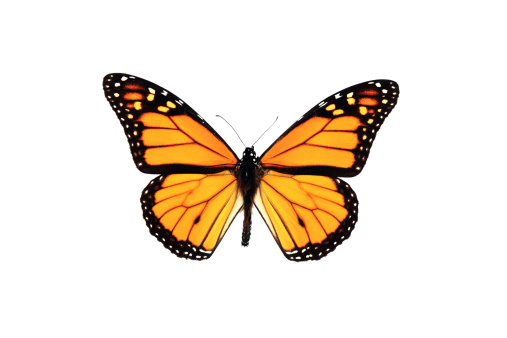 Mariposa monarca aislado sobre fondo blanco photo