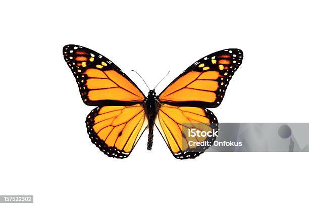 Monarch Butterfly Isolated On White Background Stock Photo - Download Image Now - Butterfly - Insect, Monarch Butterfly, White Background