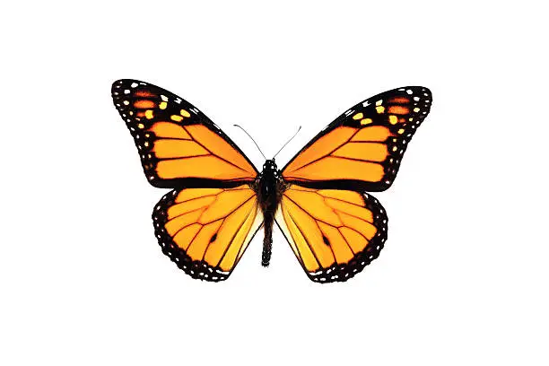A DSLR photo studio shot of an orange Monarch Butterfly isolated on white background. The butterfly is orange, with black stripes, orange and white polka dots. It is perfect with spread wings and antennas. 