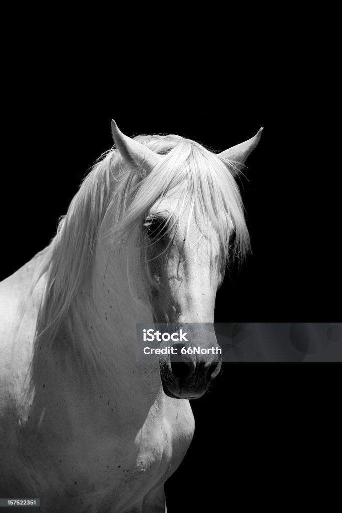 White Stallion del Cavallo andaluso bianco - Foto stock royalty-free di Cavallo bianco