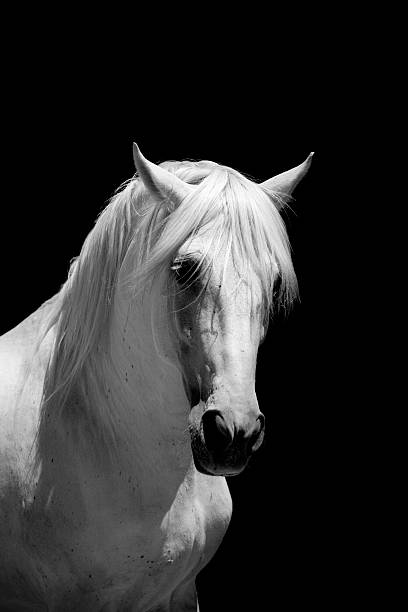 istock White Stallion Horse Andalusian BW 157522351
