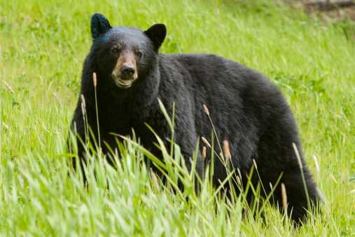 A black bear sitting on the ground surrounded by greenery in a forest with a blurry background