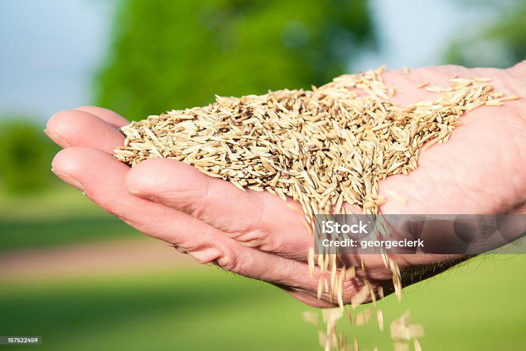 Sembrar semilla de mano - Foto de stock de Semilla libre de derechos