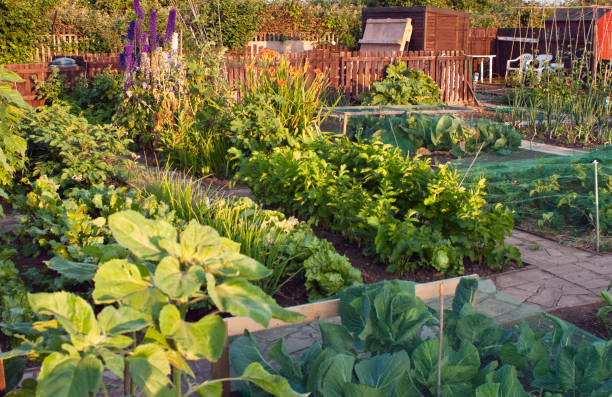 istock Allotment garden in summer. 157522467