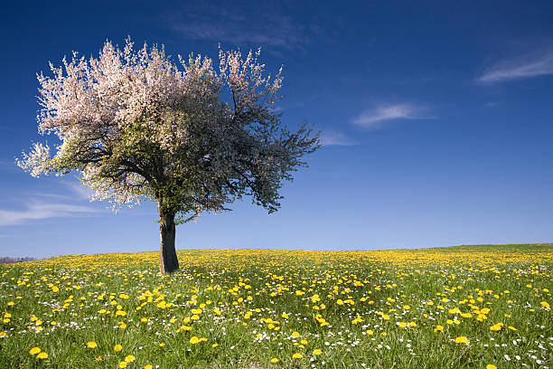 ciel parfait - allgau field landscape bavaria photos et images de collection