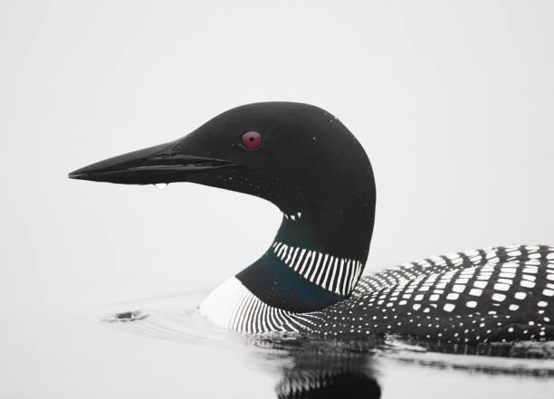 eistaucher - common loon stock-fotos und bilder