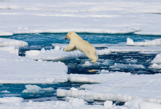 The polar bear (Ursus maritimus) is a bear native to the Arctic Circle and its surrounding seas.