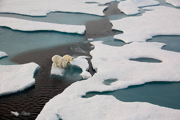 Two polar bears on ice flow surrounded by water Two polar bears on a small ice floe surrounded by water and ice. Symbolic for climate situation in the arctic. Copy- space. ice floe photos stock pictures, royalty-free photos & images