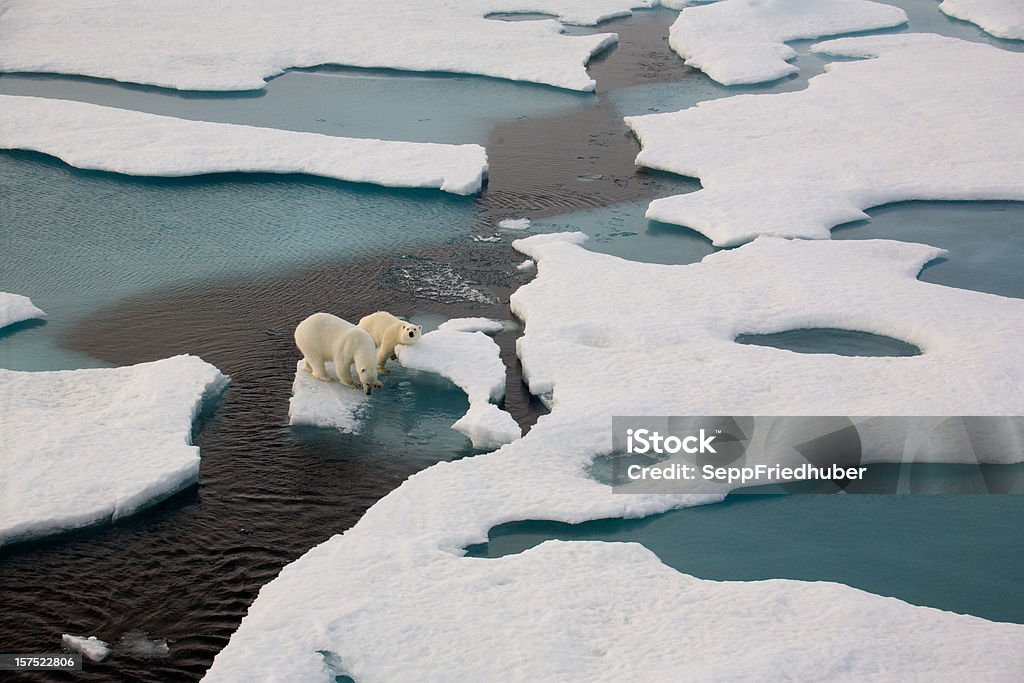 Os ursos polares em Massa de Gelo Flutuante rodeada por água - Royalty-free Alterações climáticas Foto de stock