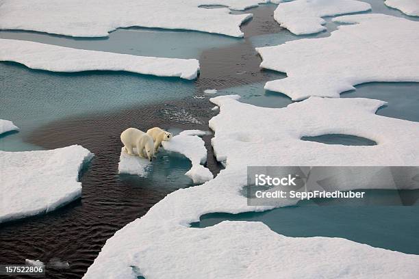Os Ursos Polares Em Massa De Gelo Flutuante Rodeada Por Água - Fotografias de stock e mais imagens de Alterações climáticas