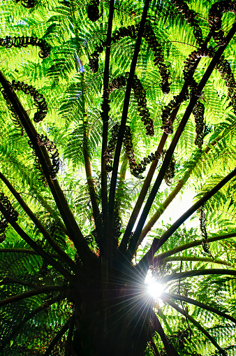 The sun shining through to the underside of a tree fern (order Cyatheales) in New Zealand.
