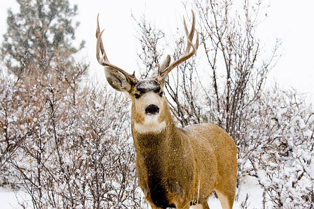 istock Colorado Mule Deer in Wintertime Snow 157522969