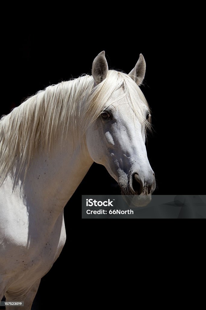 Garañón Color blanco caballo andalús - Foto de stock de Caballo blanco libre de derechos