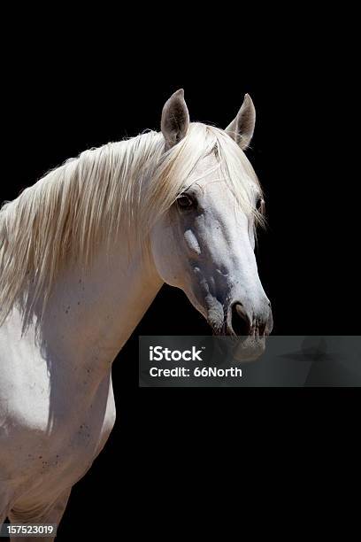 White Stallion Del Cavallo Andaluso Colore - Fotografie stock e altre immagini di Cavallo bianco - Cavallo bianco, Cavallo - Equino, Perfezione