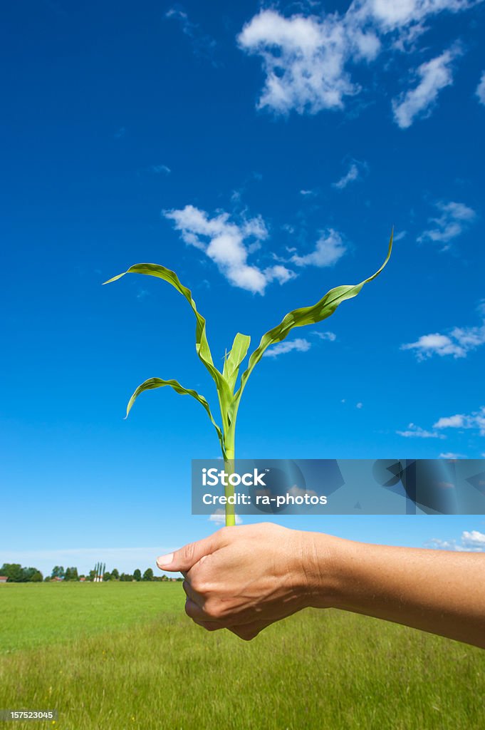 Росток - Стоковые фото Кукуруза - урожай роялти-фри